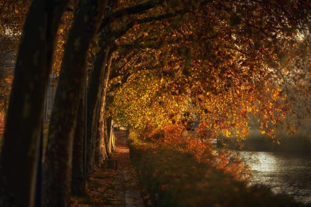 日落时河边树木的美丽照片图片下载