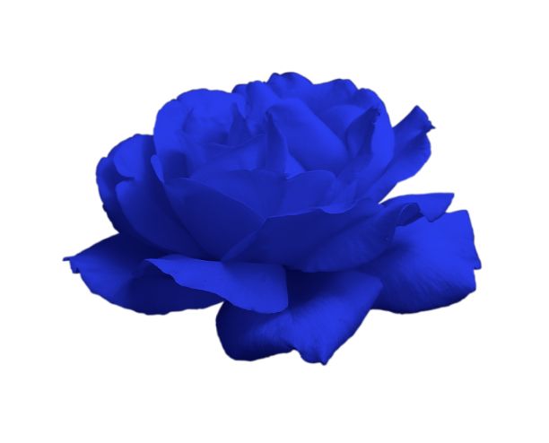 玫瑰特写孤立图片下载