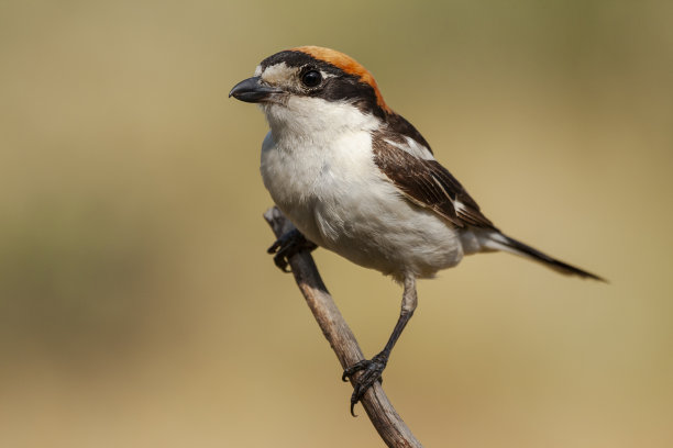 燕子在树枝上的选择性聚焦镜头图片下载
