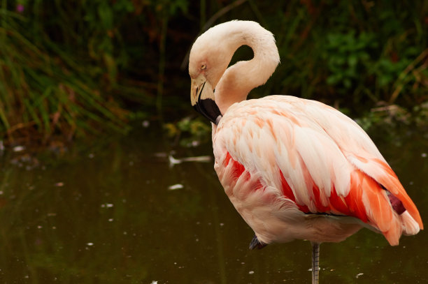 一个粉色火烈鸟站在它的头低在水的背景特写镜头图片下载