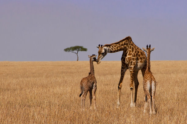 长颈鹿和她的幼崽图片下载