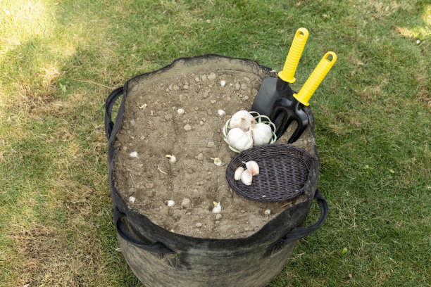 蒜瓣种在种植袋里。种植袋上的园艺工具和球茎图片下载