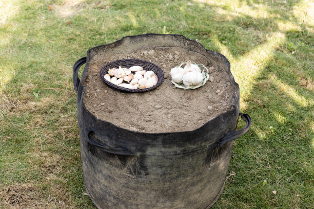 在种植袋里种大蒜图片下载