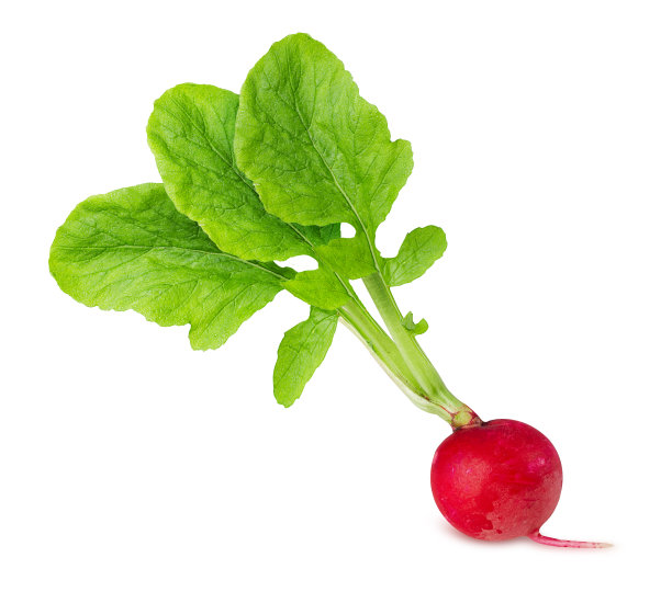 带绿叶的新鲜萝卜图片下载