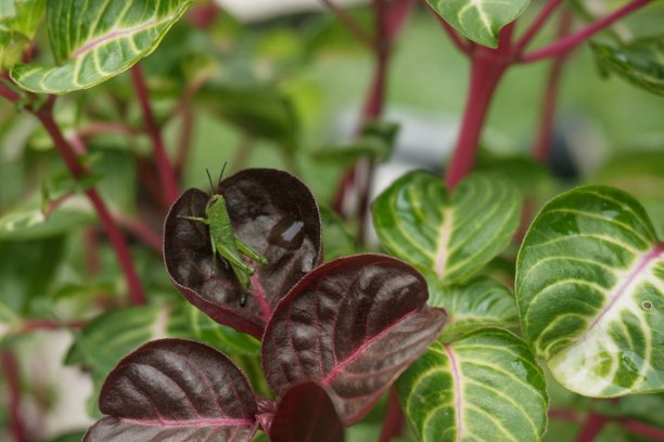 红血叶观赏植物和蚱蜢。红叶的艾草与可作为致幻饮料死藤水。有选择性的重点。图片下载