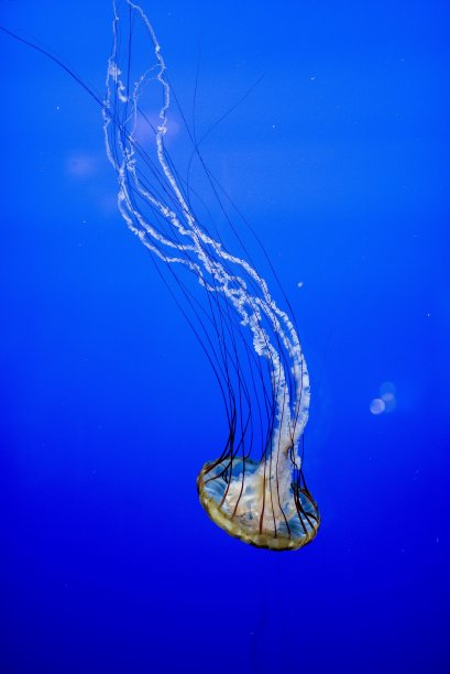 垂直拍摄的水下美丽的水母与蓝色的背景图片下载