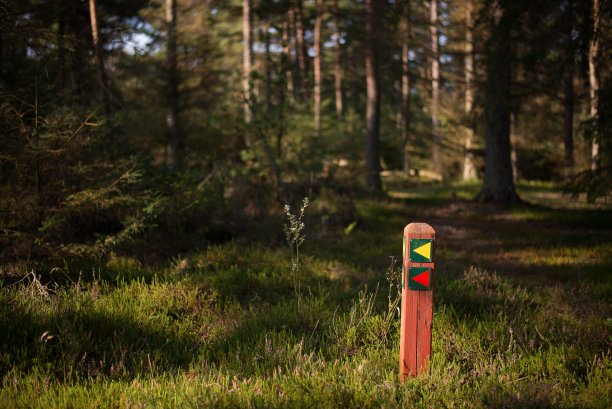 绿色森林中央的标志为冒险者指明道路的选择性聚焦镜头图片下载