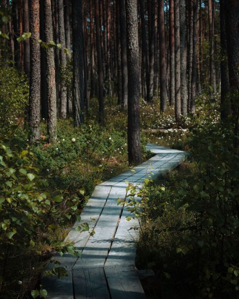 树林里木板路的垂直镜头。图片下载