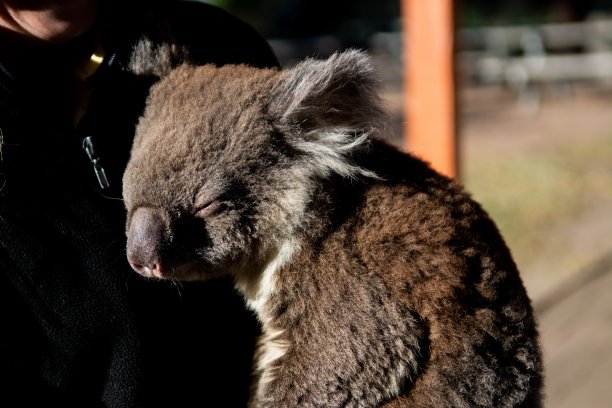 棕色的考拉宝宝睡在一个微笑的人的胸前，背景模糊图片下载