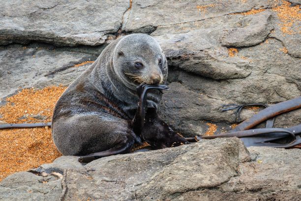 在新西兰Moeraki的Katiki Point海滩上，一只海狮站在岩石上的美丽照片图片下载