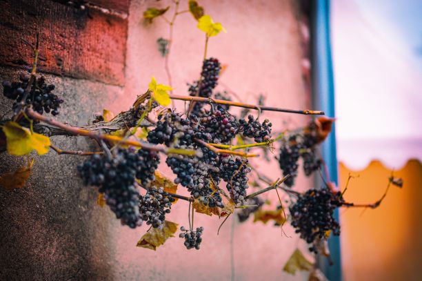 黑葡萄藤在墙上的选择性聚焦镜头图片下载