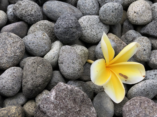 从树上掉下来的黄色鸡蛋花的照片图片下载