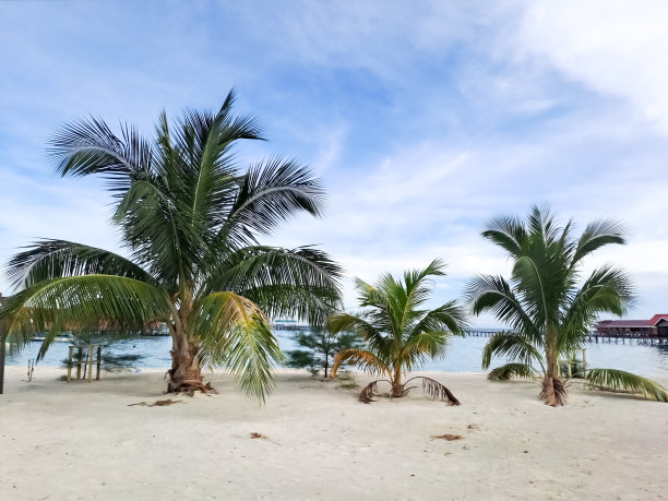 棕榈树生长在海滩上。图片下载