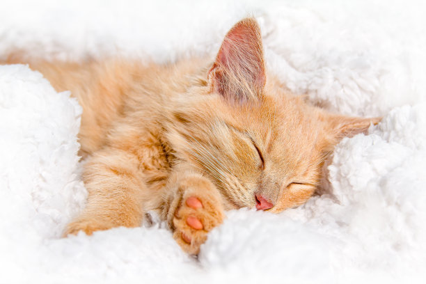 一只红色的小猫正在白色的长毛绒毯子上甜甜地睡觉图片下载