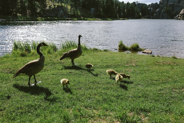 在卡斯特州立公园，两只鸭子和小鸭子站在水边的草地上图片下载