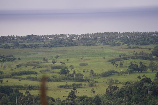 阿里尔拍摄的草地与树木在多米尼加共和国图片下载