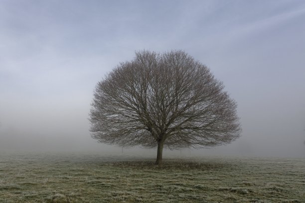近景一棵没有叶子的树，在有雾的背景的草地上图片下载