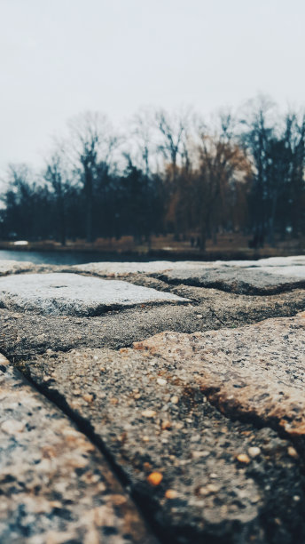 垂直选择性特写拍摄岩石表面上的模糊背景的树木图片下载