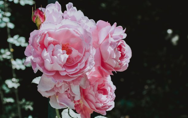 选择性特写拍摄的粉红色卷心菜玫瑰图片下载