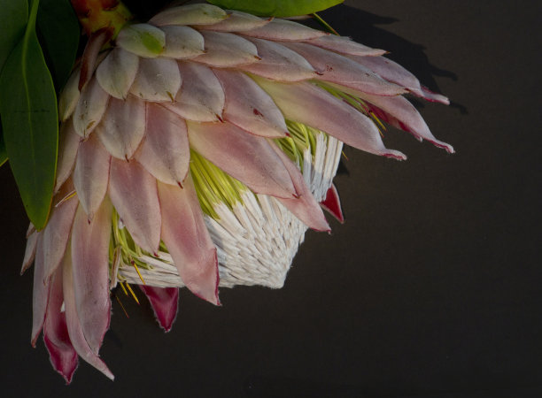 特写镜头的一个孤立的国王变形或变形cynaroides花在黑暗的背景图片下载