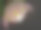 特写镜头的一个孤立的国王变形或变形cynaroides花在黑暗的背景图片下载