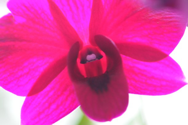 微距摄影图片下载