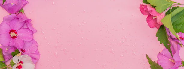 粉红色的花朵背景与粉红色和紫色的花朵图片下载