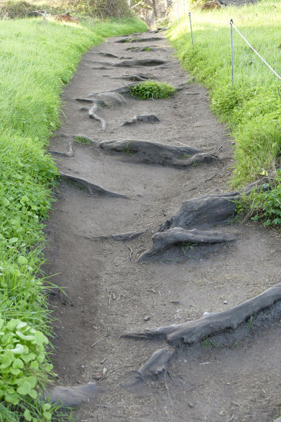 远足小径的特写，突出的树根横过小径图片下载