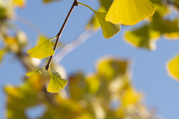 顺光中带银杏叶的嫩枝图片下载