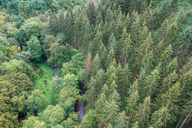 航拍的一片绿油油的松树林图片下载