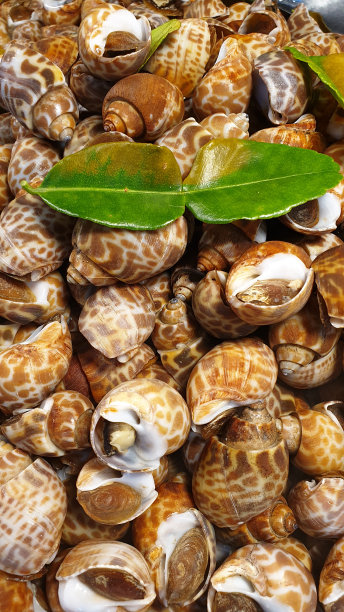 街头小吃店的烤巴比伦乳晕。图片下载