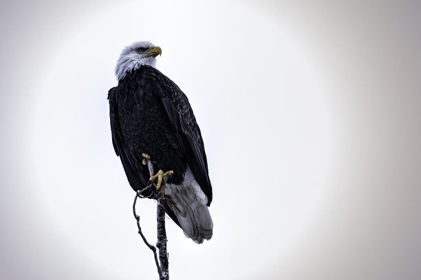 一只白头鹰站在白色背景的木头上的美丽照片——象征着权力图片下载