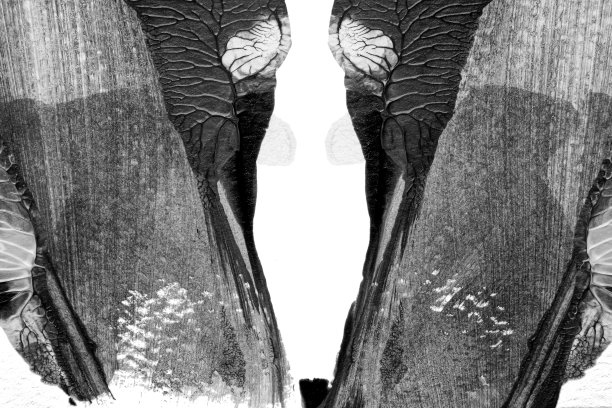 黑白抽象丙烯画色彩纹理在白纸背景上采用罗夏墨迹法图片下载