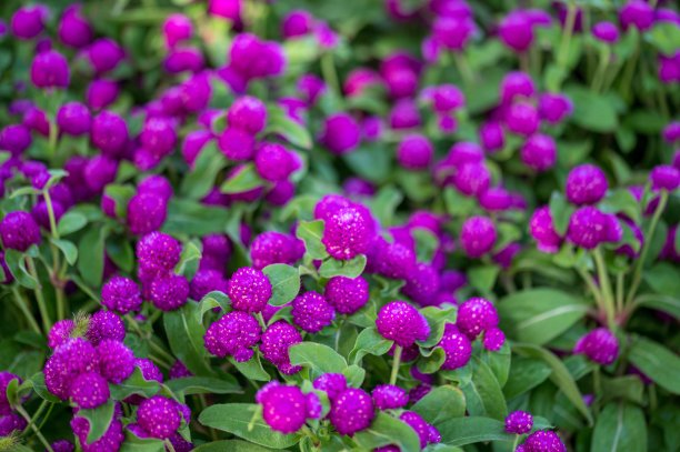 选择性特写拍摄紫绿色叶子的花图片下载