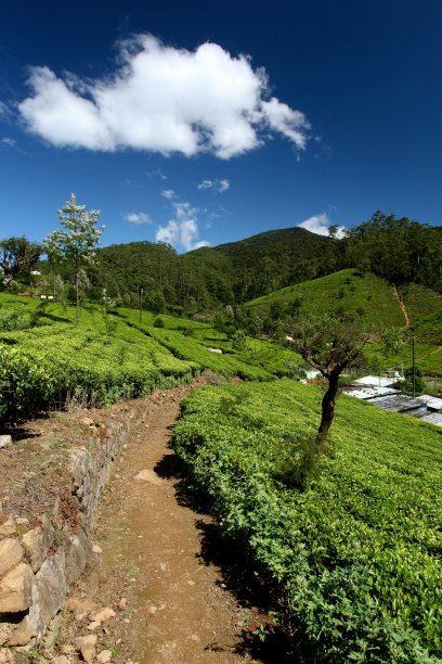 斯里兰卡努瓦拉埃利亚茶园的垂直镜头，多云的天空下图片下载