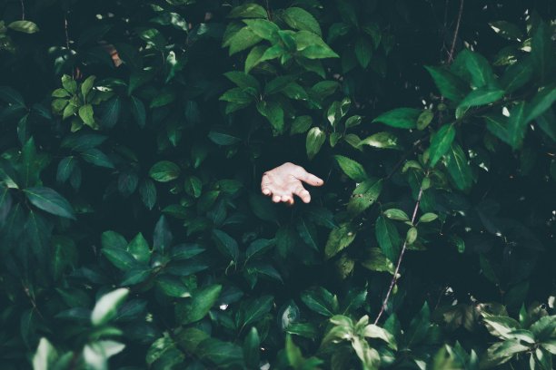 一个人的手在植物的叶子中间的近景图片下载