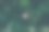 一个人的手在植物的叶子中间的近景图片下载