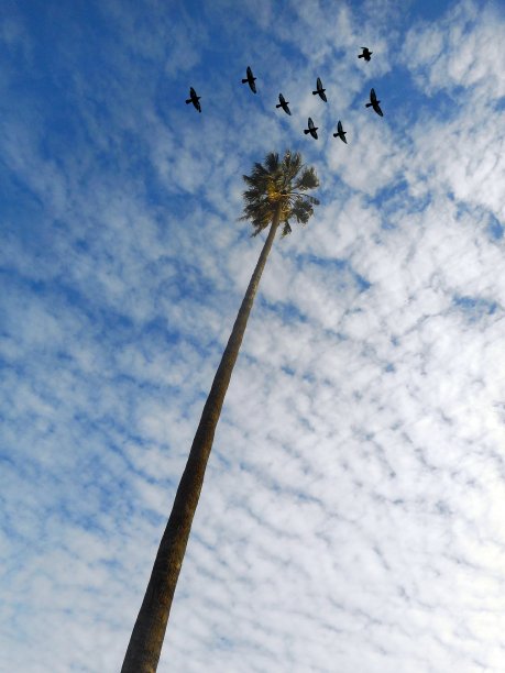 在多云的天空下，小鸟飞过棕榈树的低角度镜头图片下载