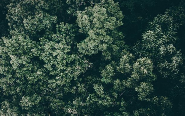 头顶上一片绿树成荫的森林图片下载