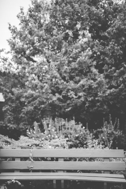 垂直拍摄的长凳附近的树木和植物黑白图片下载