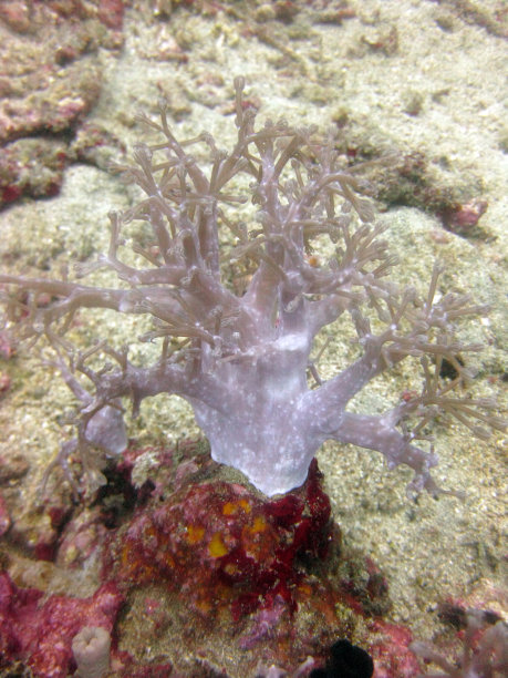 垂直选择性特写拍摄的白色珊瑚礁图片下载