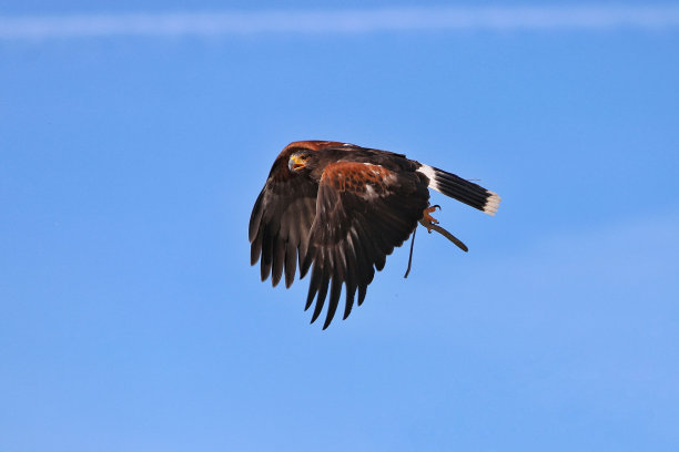 哈里斯的鹰在蓝天上飞翔图片下载