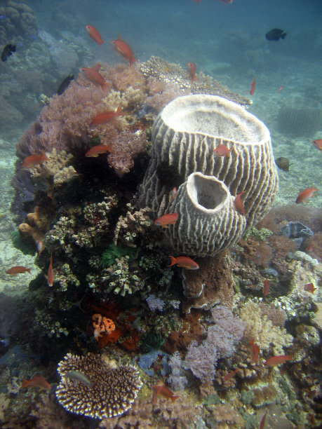 垂直水下拍摄的巨型白色罐子状珊瑚在珊瑚礁上图片下载