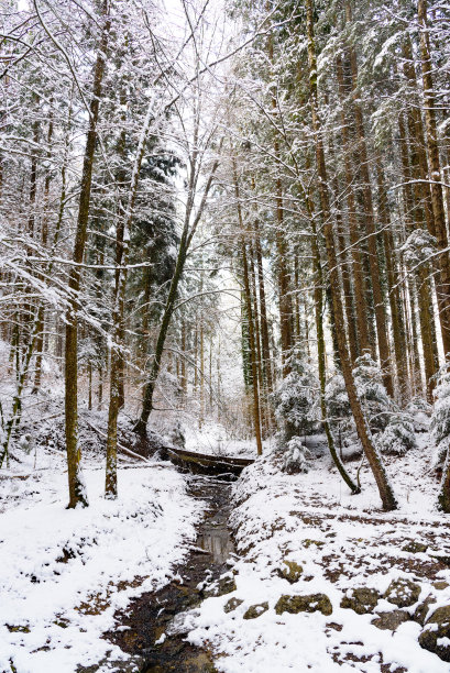 雪林中的小溪图片下载