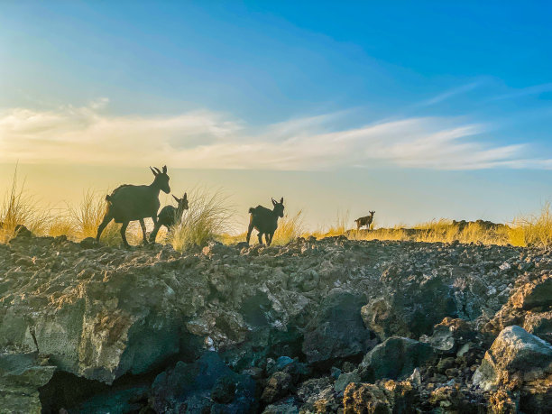 野生山羊图片下载