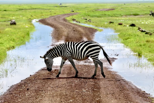 坦桑尼亚恩戈罗恩戈罗保护区的斑马线穿过土路。图片下载