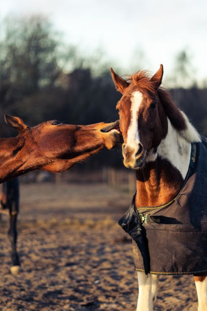 白天，一匹马咬另一匹马的垂直镜头图片下载