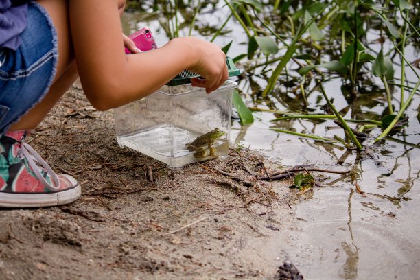 小女孩在水边用塑料盒子捉癞蛤蟆图片下载