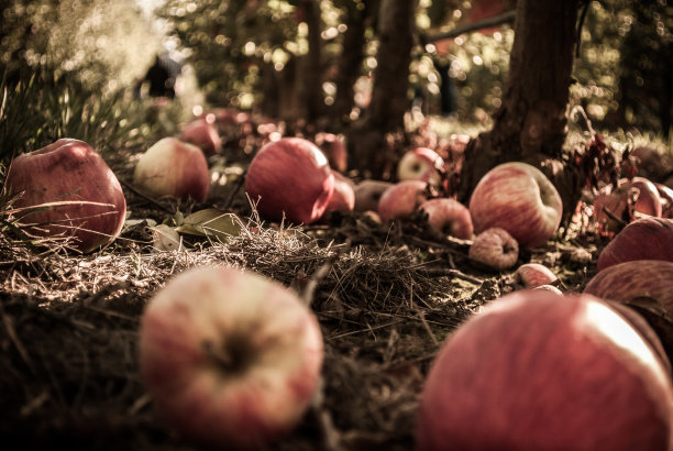 野生森林中掉落的苹果的美丽特写镜头图片下载