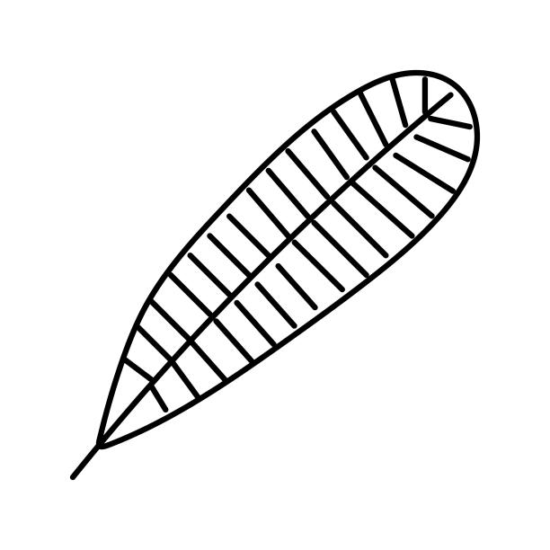 凤凰花热带叶线图标矢量插图图片下载